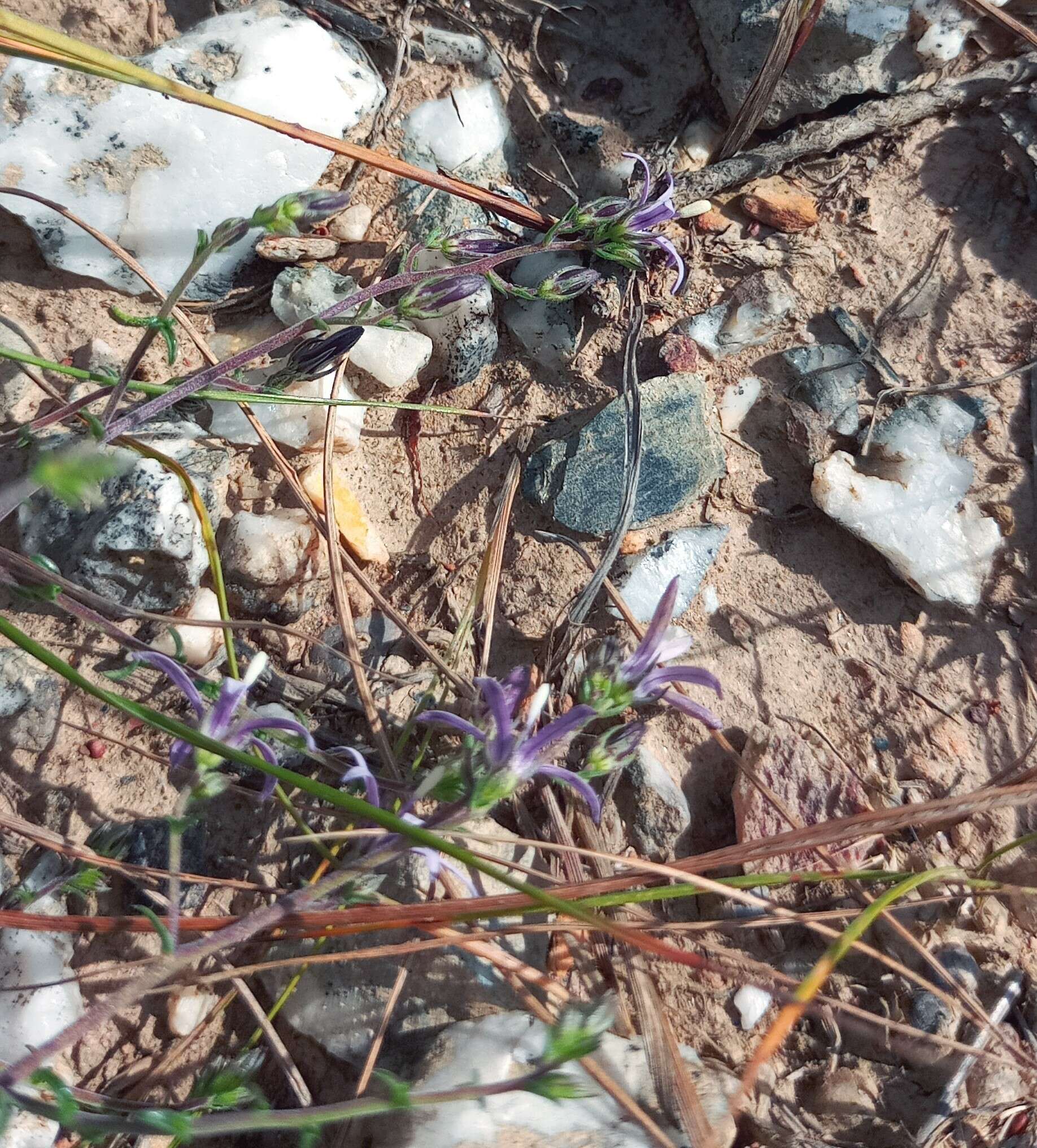 صورة Wahlenbergia loddigesii (A. DC.) I. M. Turner