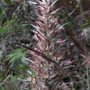 Image of Puya densiflora Harms