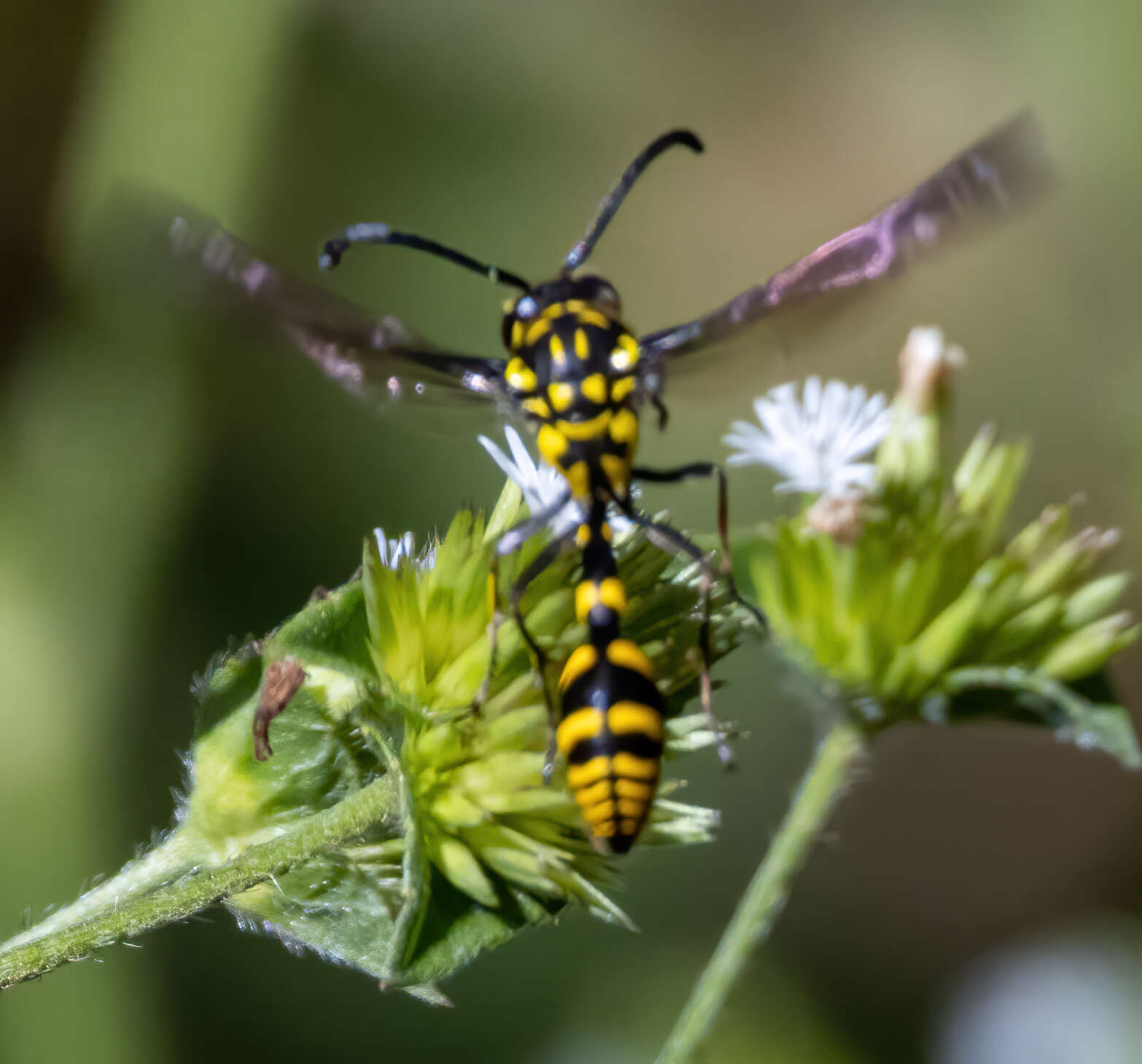 Phimenes flavopictus timorensis (Vecht 1959)的圖片