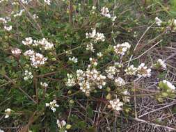 Image of Common Scurvygrass