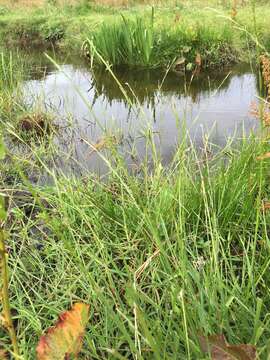 Image of flote-grass, floating sweet-grass