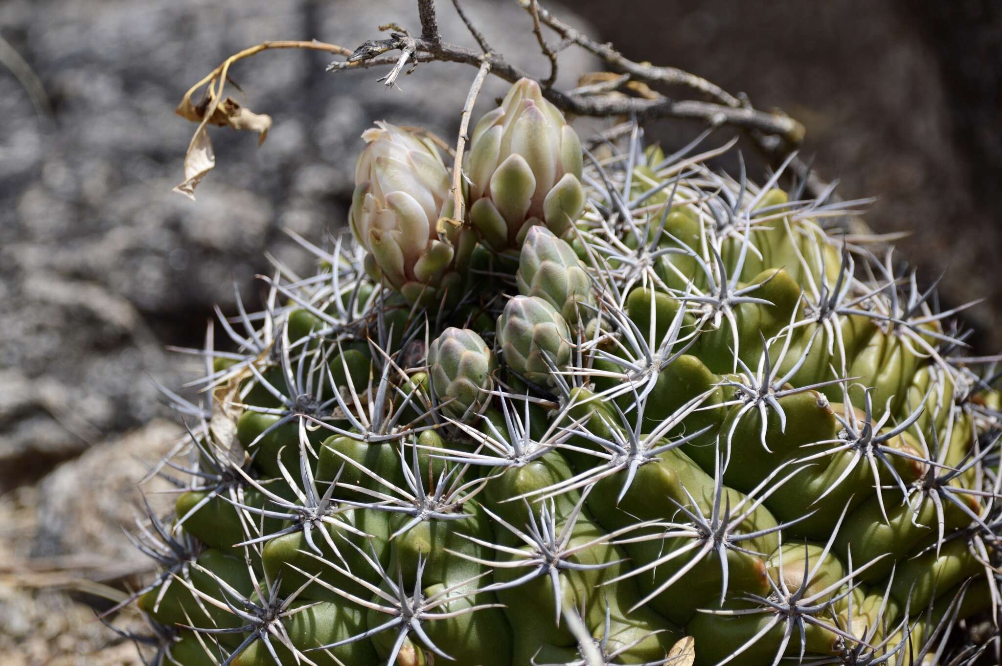 Image of Gymnocalycium mostii (Gürke) Britton & Rose