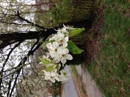 Image of Bradford Pear