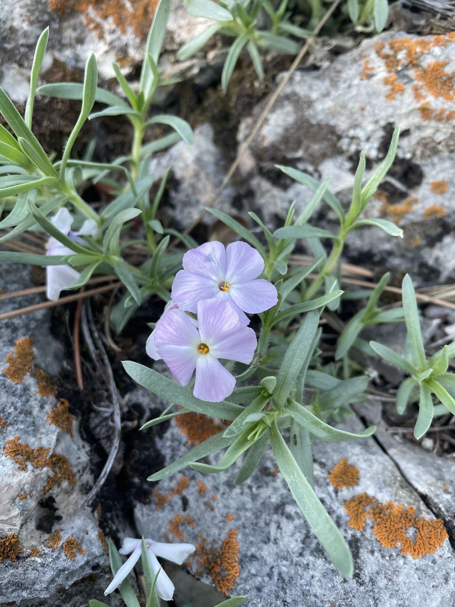 Image of alyssumleaf phlox