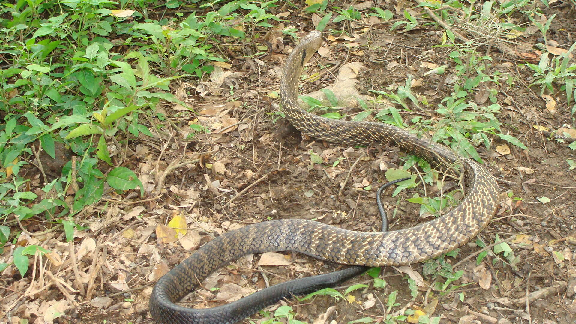 Imagem de Drymarchon melanurus melanurus (A. M. C. Duméril, Bibron & A. H. A. Duméril 1854)