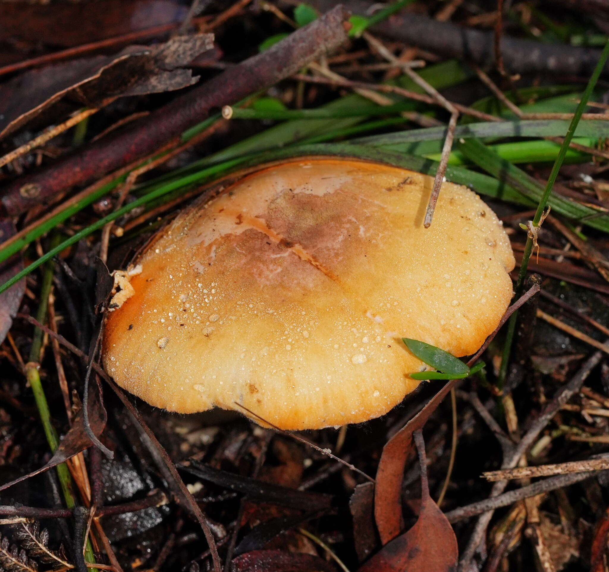 Plancia ëd Amanita armeniaca A. E. Wood 1997