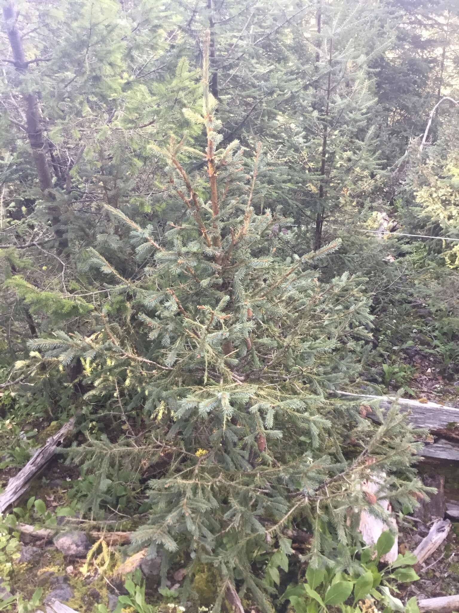 Image of Engelmann spruce