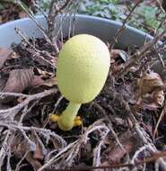 Image of Leucocoprinus birnbaumii (Corda) Singer 1962