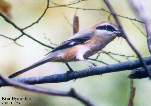 Image of Bull-headed Shrike