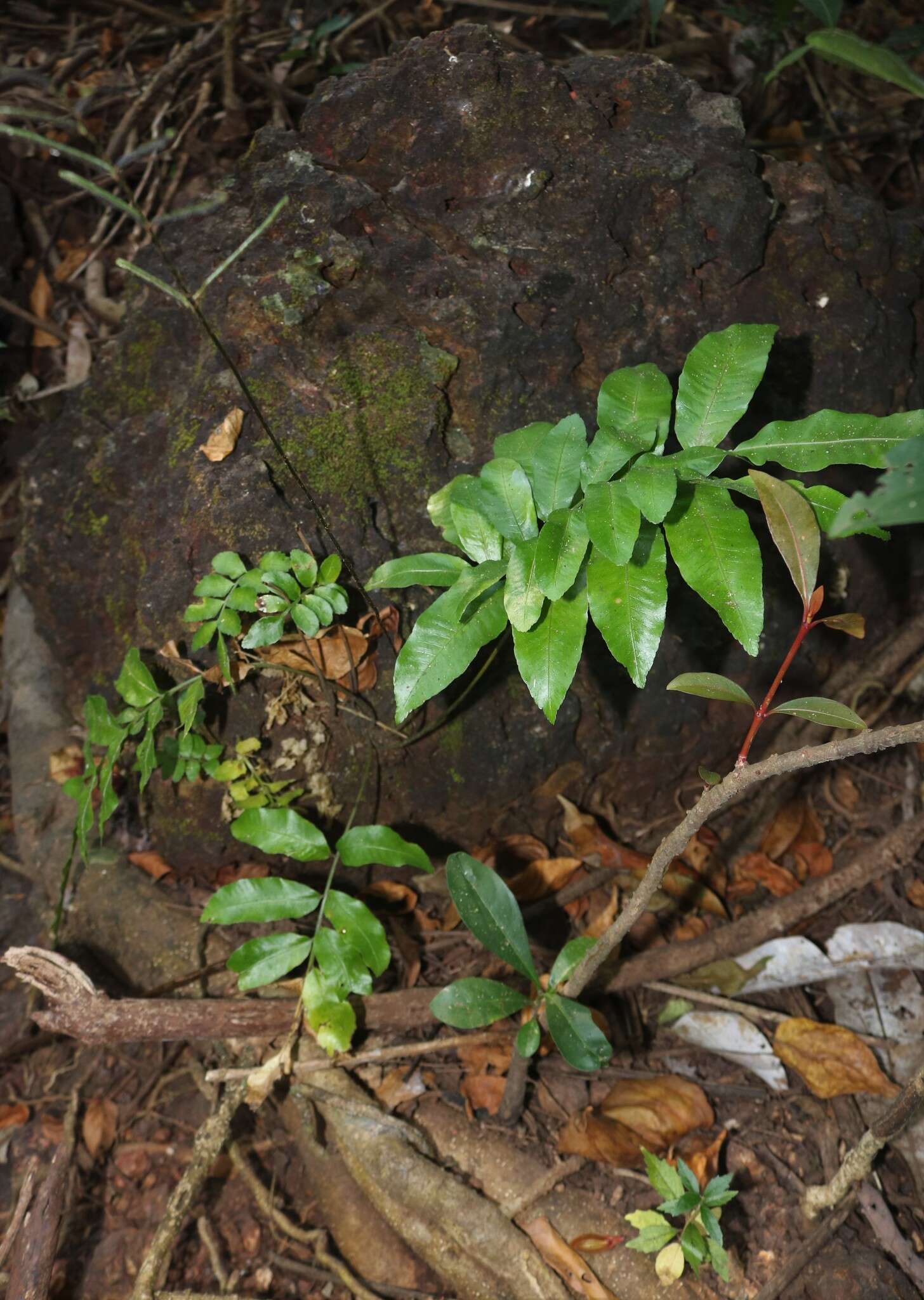 Image of Bolbitis subcrenata (Hook. & Grev.) Ching