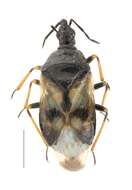 <i>Anthocoris pilosus</i> resmi