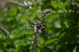 Image de Bombus medius Cresson 1864