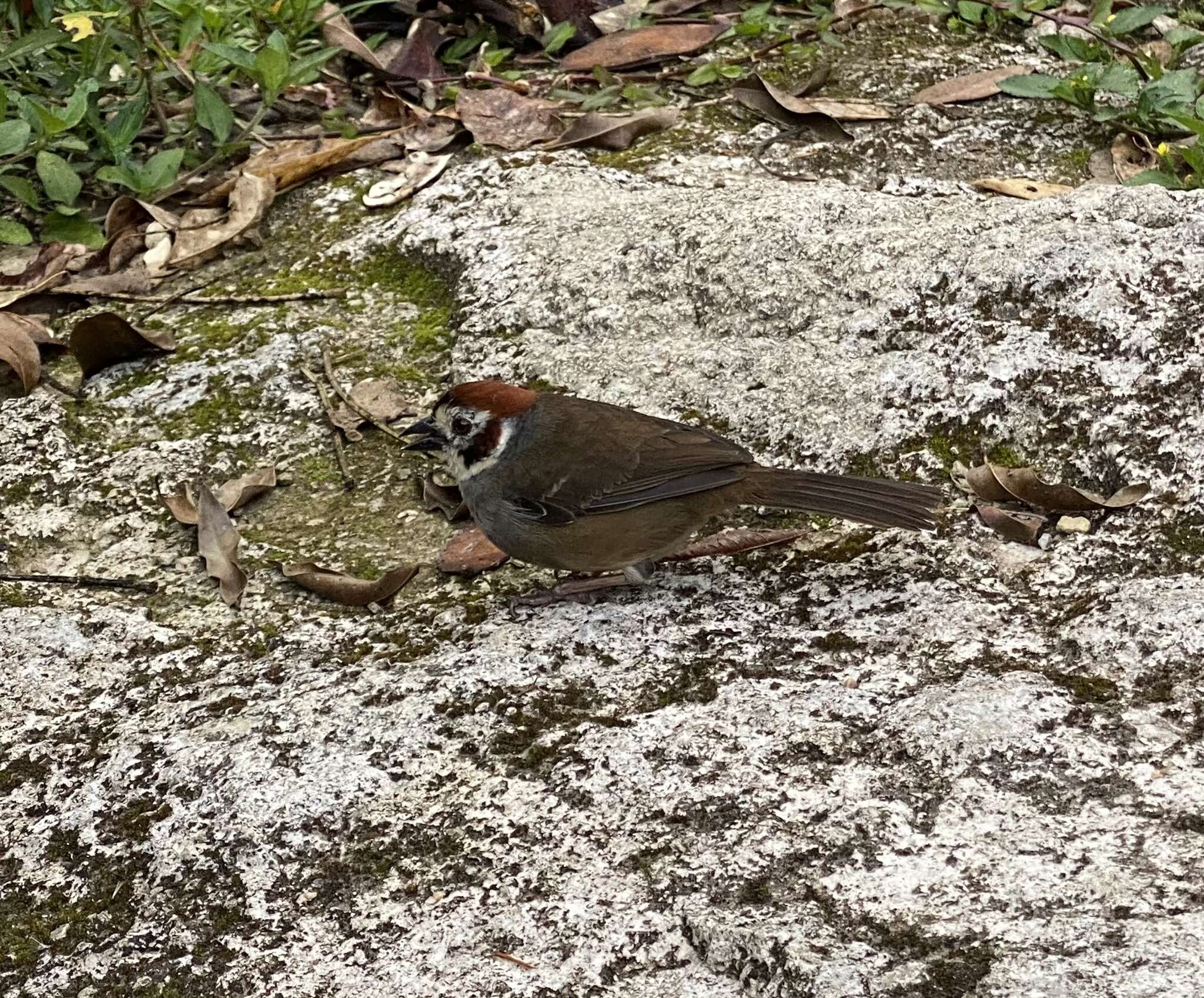 Image of Prevost's Ground Sparrow