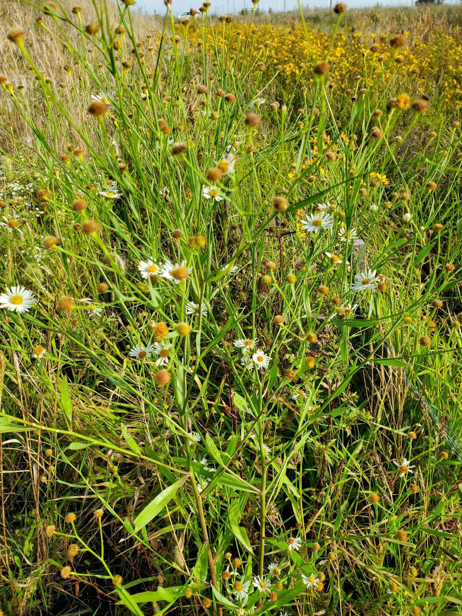 Plancia ëd Boltonia asteroides var. recognita (Fern. & Grisc.) Cronq.