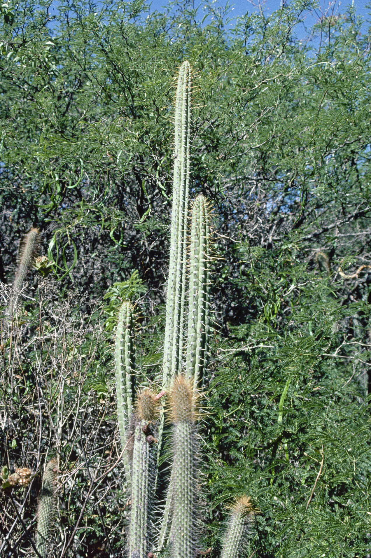 Image of Cleistocactus laniceps (K. Schum.) Rol.-Goss.