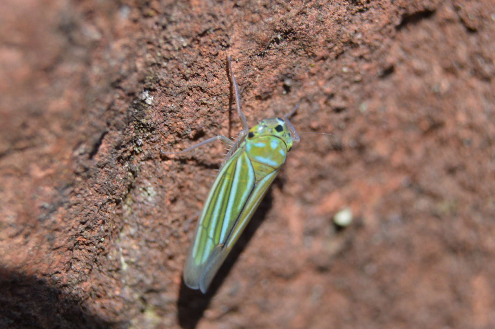 Imagem de Chlorogonalia coeruleovittata (Signoret 1855)