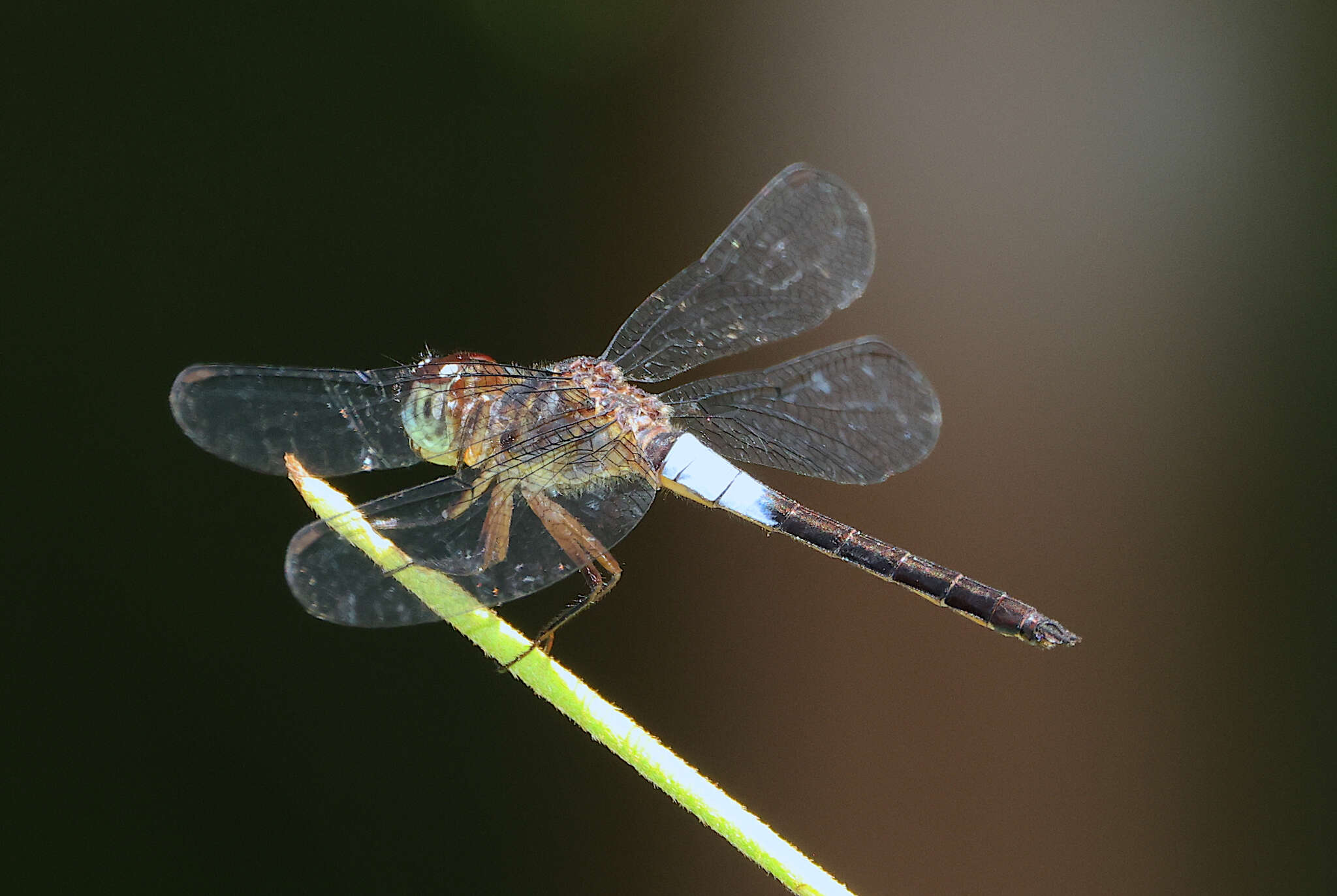 Image of Orchithemis pruinans (Selys 1878)