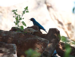 Image of Cape Glossy Starling