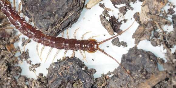 Image of Lithobius peregrinus Latzel 1880