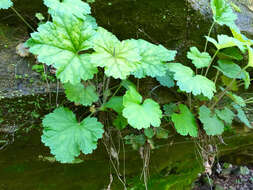 Image of littleleaf alumroot