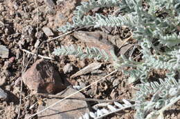 Image of bent milkvetch