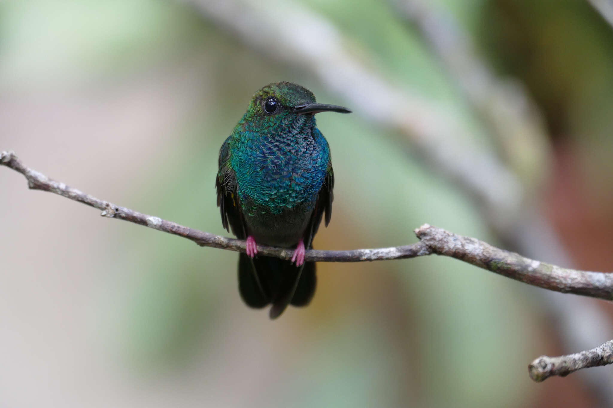 Image de Chrysuronia coeruleogularis (Gould 1851)