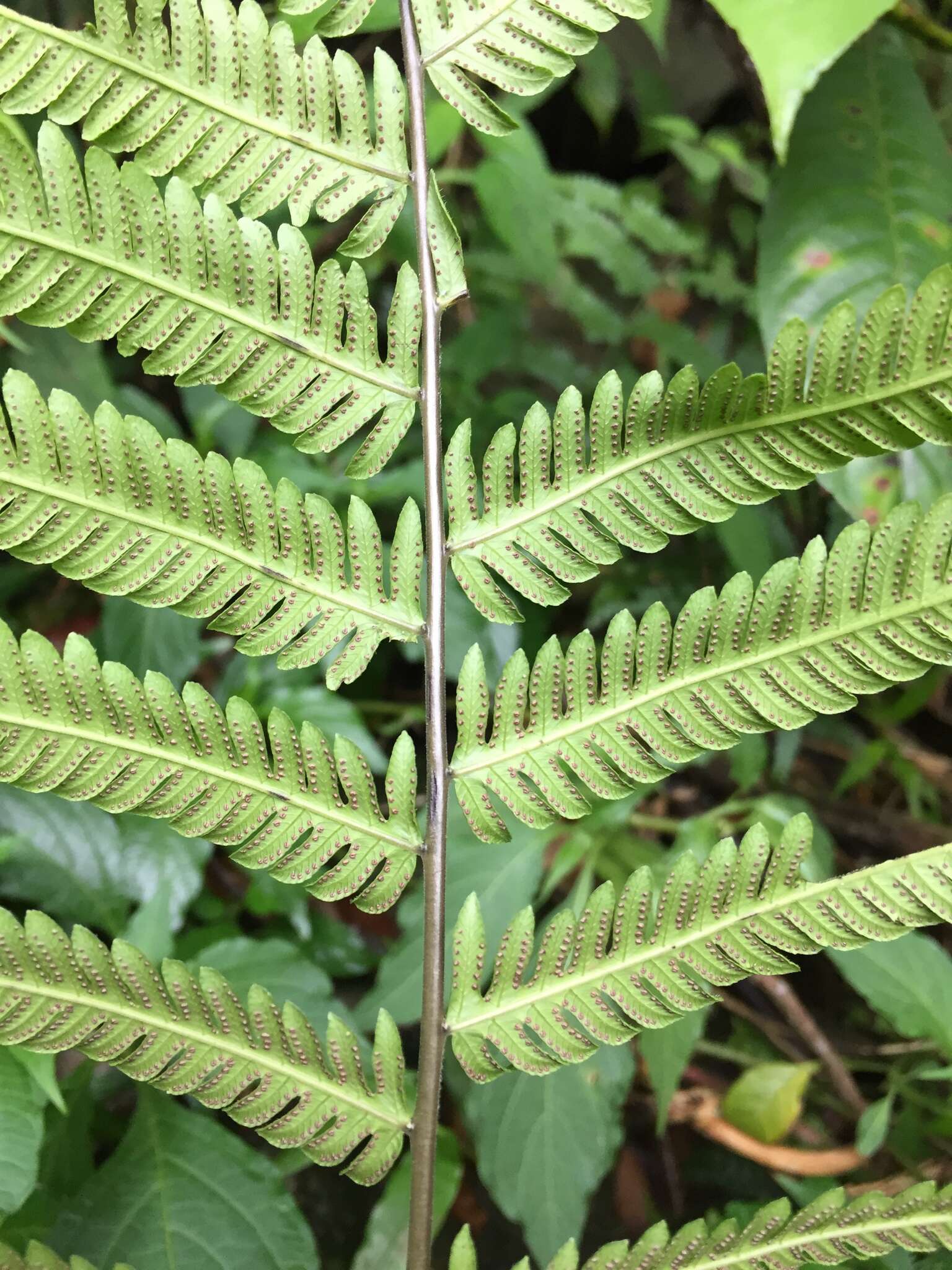 Image of Pseudocyclosorus esquirolii (C. Chr.) Ching