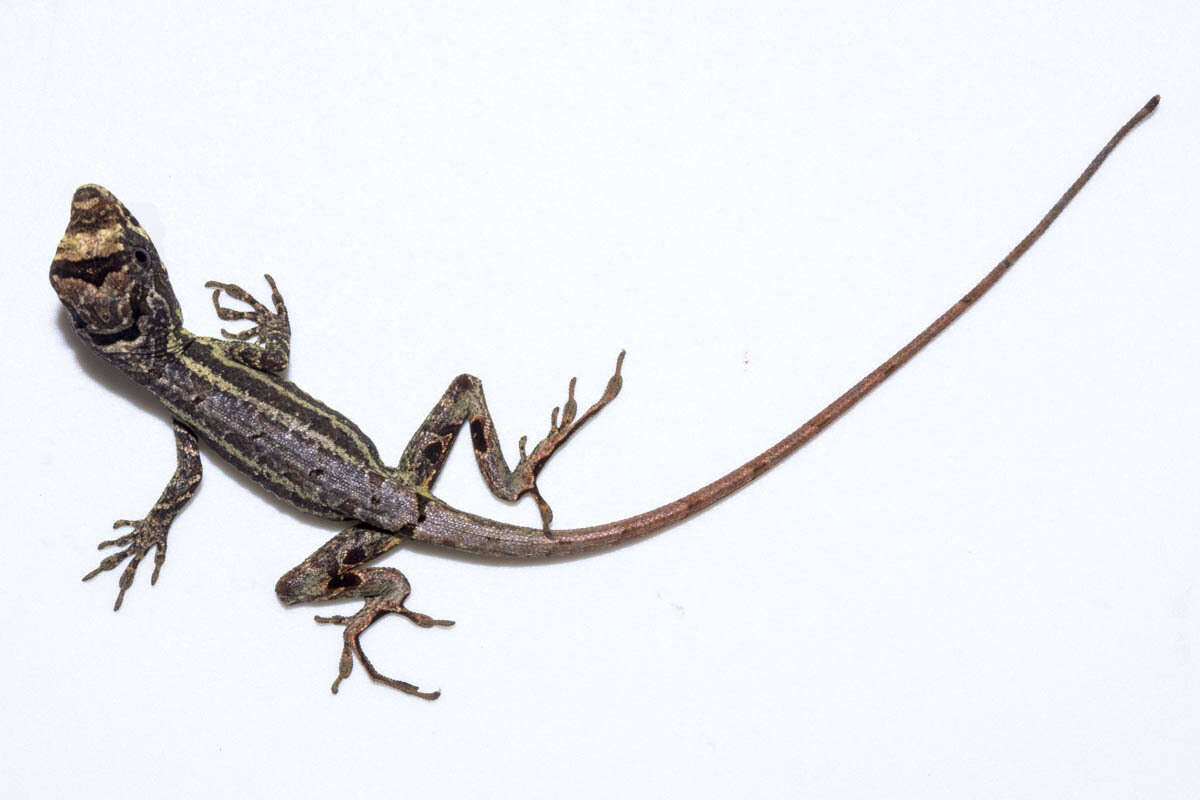 Image of Garland Anole