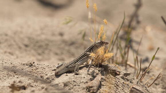 Image of Rapid Racerunner