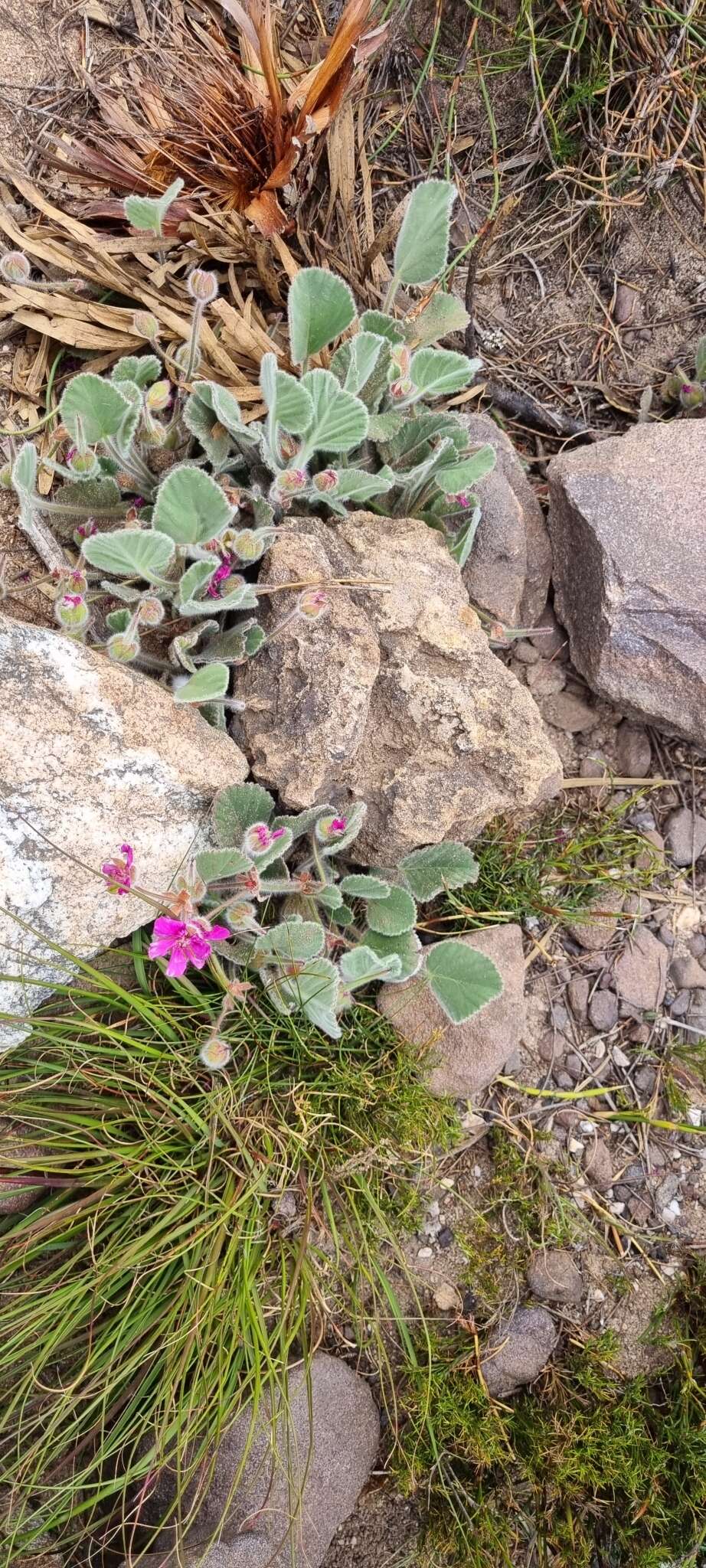 Imagem de Pelargonium ovale subsp. hyalinum L. Hugo