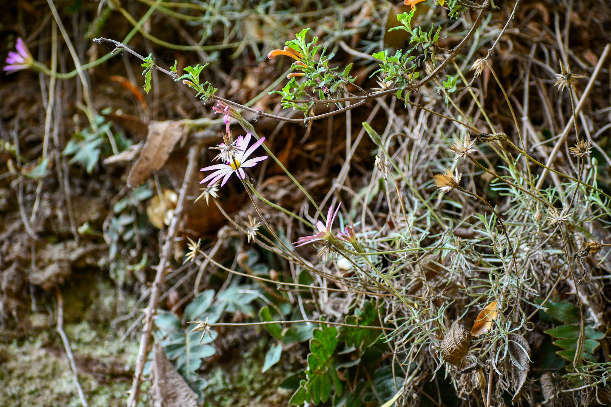 Image of Clinopodium tomentosum (Kunth) Govaerts