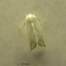 Image of Neaxestis piperitella