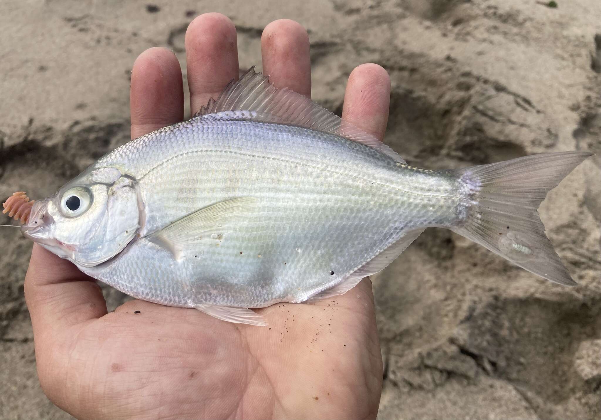 Image of Silver surfperch