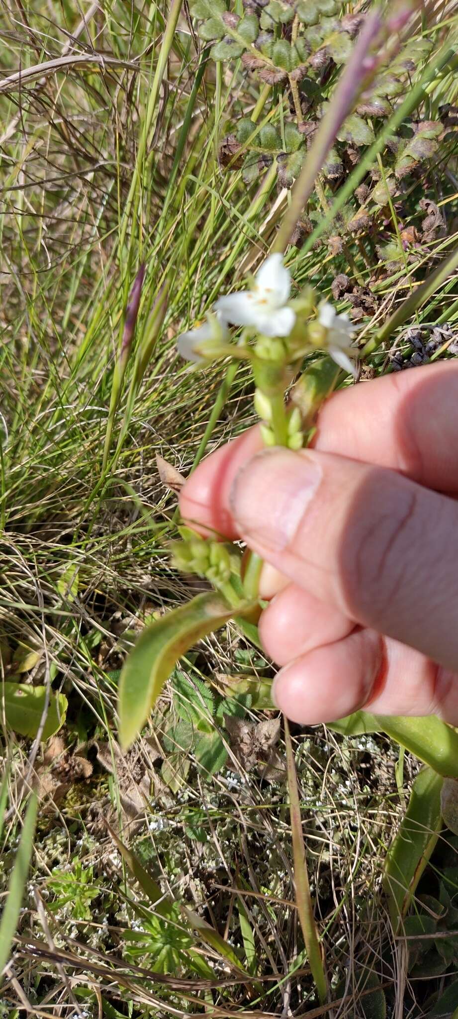 Image of succulent spiderwort