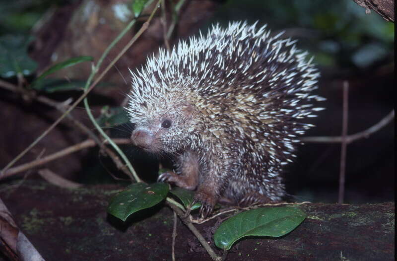 Coendou prehensilis (Linnaeus 1758) resmi