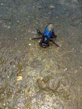 Image of Xylocopa auripennis Lepeletier 1841