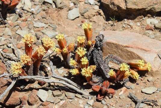 Image of Crassula pyramidalis Thunb.