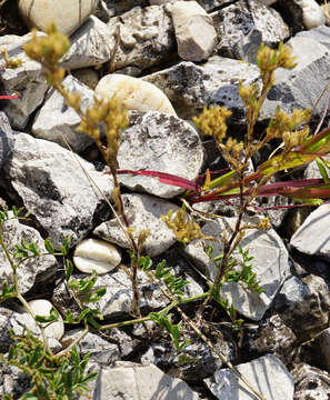 Image of Minuartia mucronata (L.) Schinz & Thell.