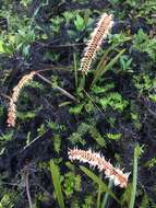 Image of Dendrochilum kopfii Lückel