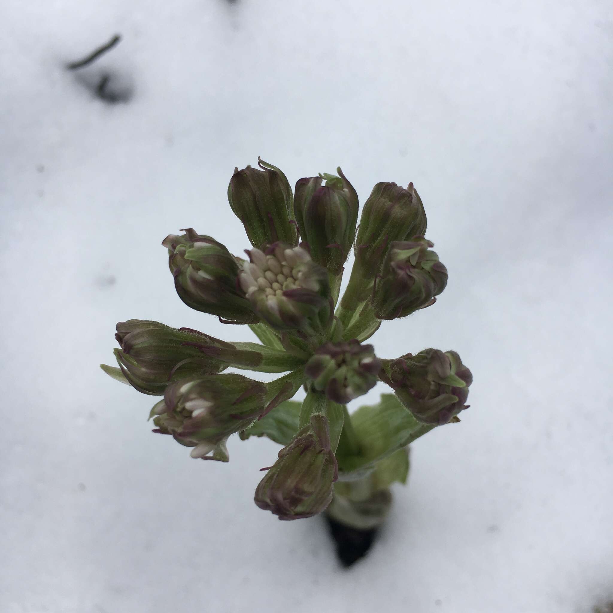 Image of arctic sweet coltsfoot