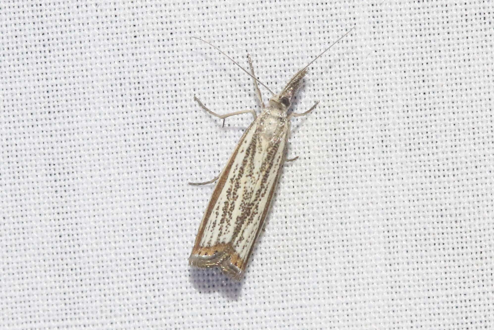 Слика од Agriphila costalipartella