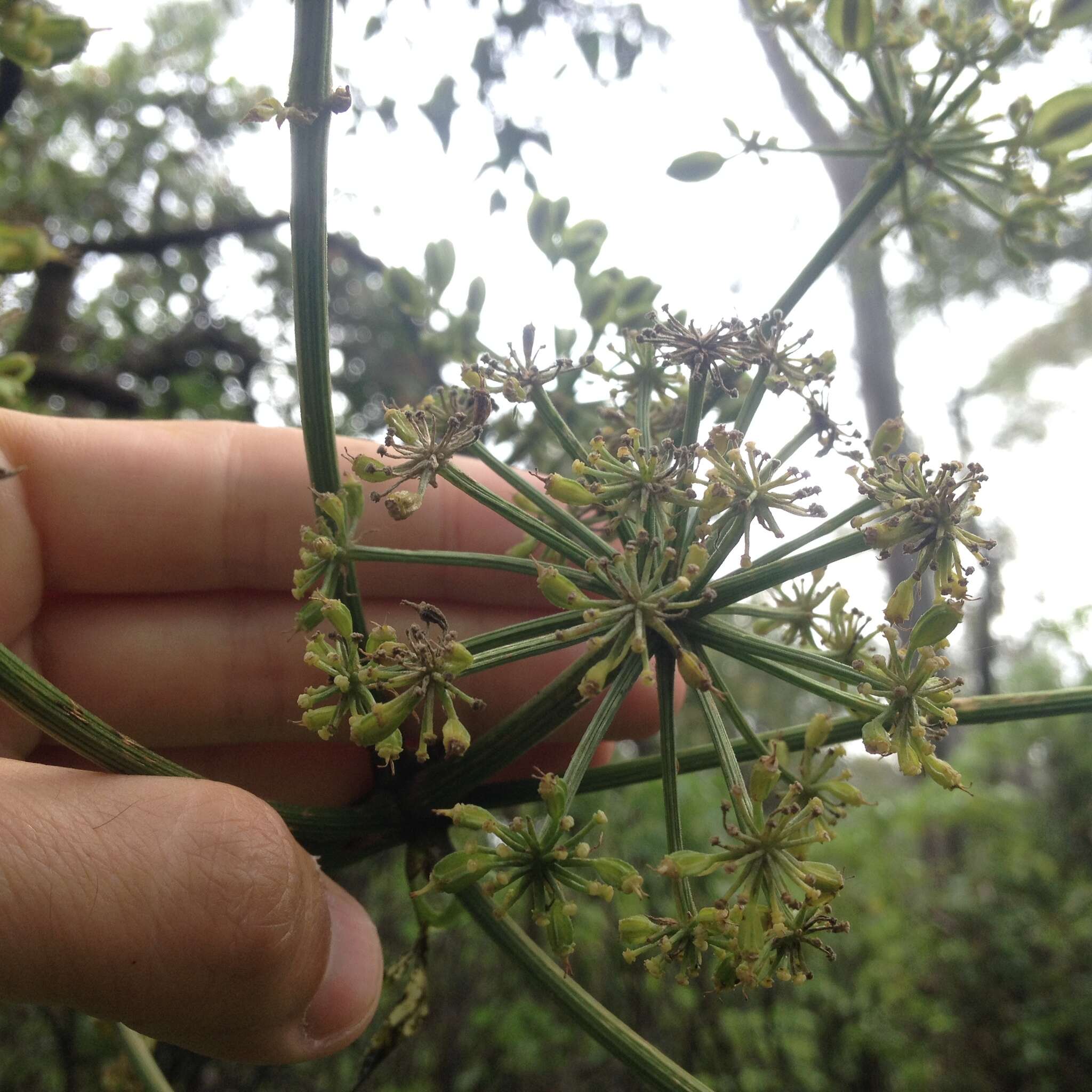 Sivun Prionosciadium thapsoides (DC.) Mathias kuva