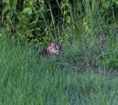 Image of Fishing Cat