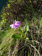 Primula latifolia subsp. graveolens (Hegetschw.) Rouy resmi