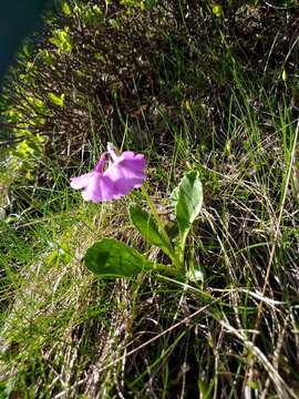 Primula latifolia subsp. graveolens (Hegetschw.) Rouy resmi