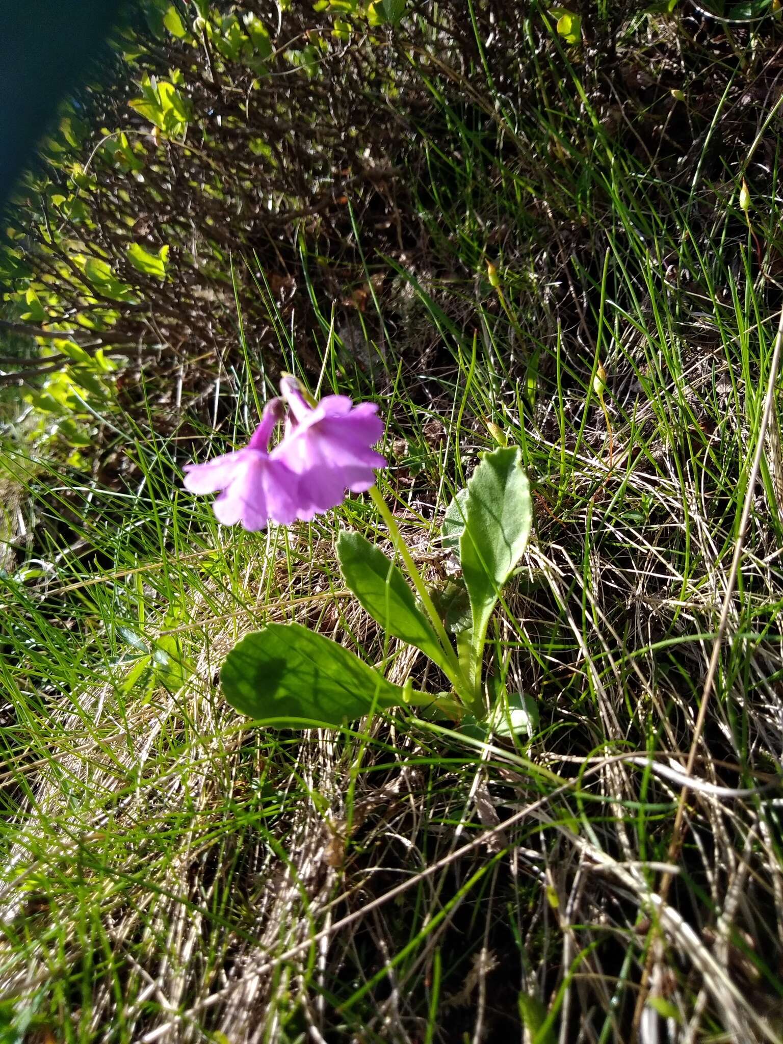 Primula latifolia subsp. graveolens (Hegetschw.) Rouy resmi