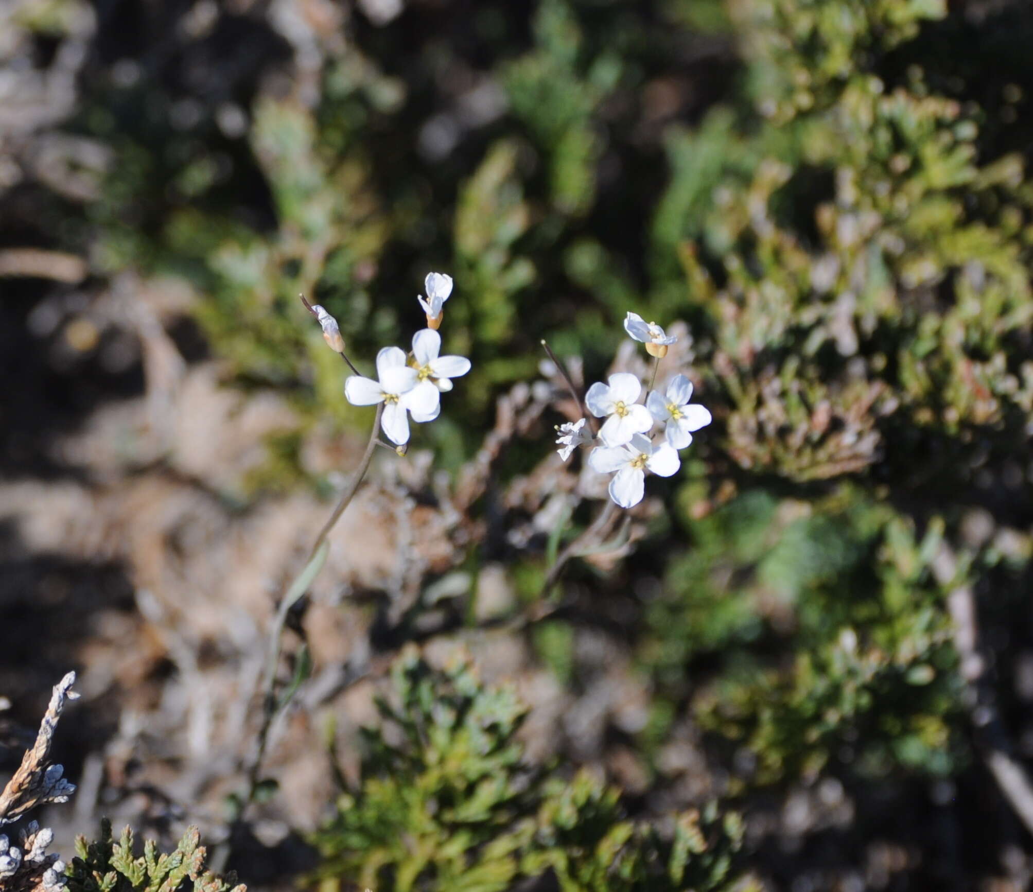 Plancia ëd Arabidopsis lyrata (L.) O'Kane & Al-Shehbaz