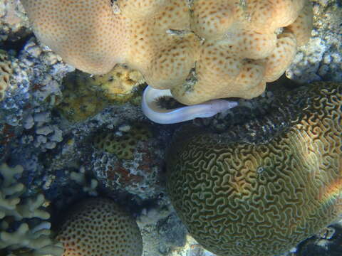 Image of Geometric moray