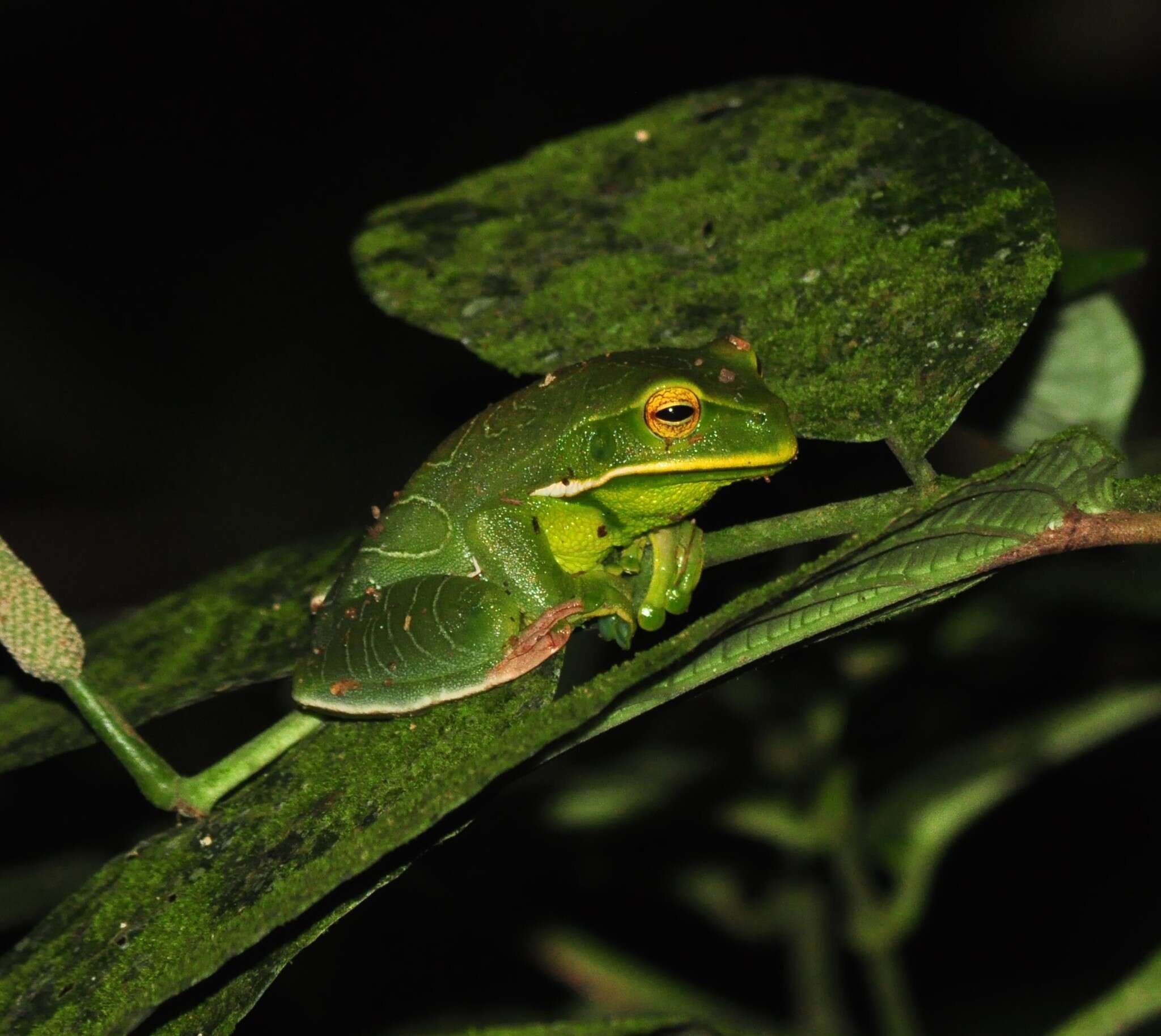 Image de Gastrotheca albolineata (Lutz & Lutz 1939)