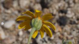 Imagem de Eriophyllum ambiguum var. paleaceum (Brandeg.) Ferris